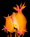 Get a room!!! Nudibranchs mating, Komodo, Indonesia. Any help identifying which species of nudibranch much appreciated - hypselodoris bullocki perhaps?? 